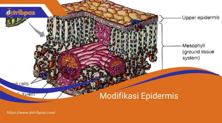Modifikasi Epidermis