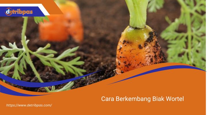 Cara Berkembang Biak Wortel