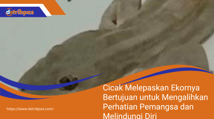 Cicak Melepaskan Ekornya Bertujuan untuk Mengalihkan Perhatian Pemangsa dan Melindungi Diri