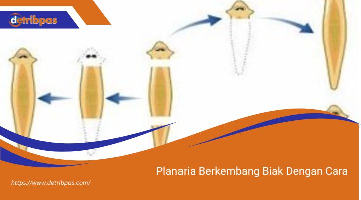 Planaria Berkembang Biak Dengan Cara